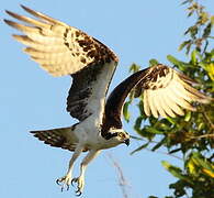 Western Osprey