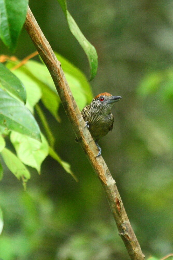 Batara fascié, identification