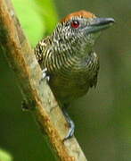 Fasciated Antshrike