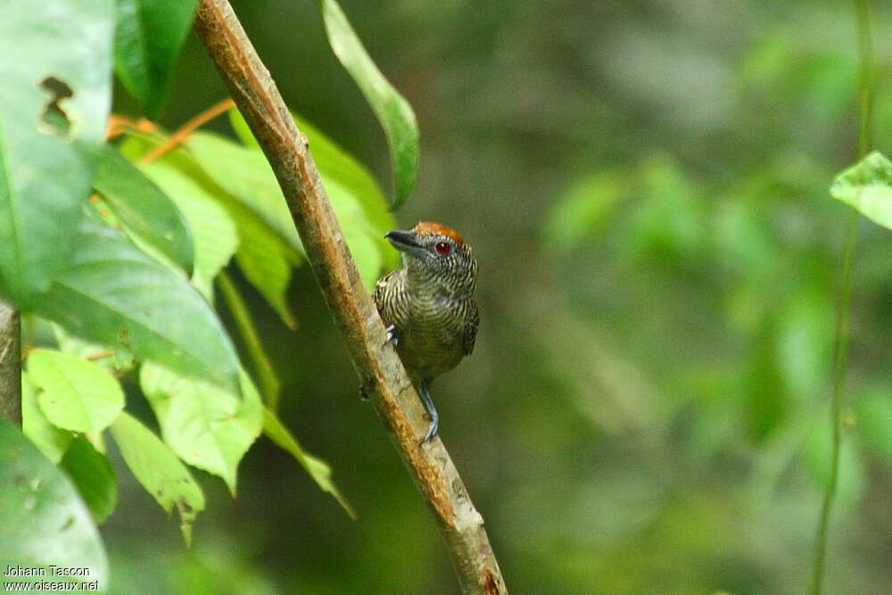 Fasciated Antshrike female adult, Behaviour