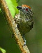 Fasciated Antshrike