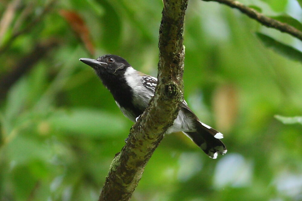 Batara huppé mâle adulte, identification