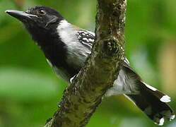 Black-crested Antshrike