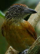 Barred Antshrike