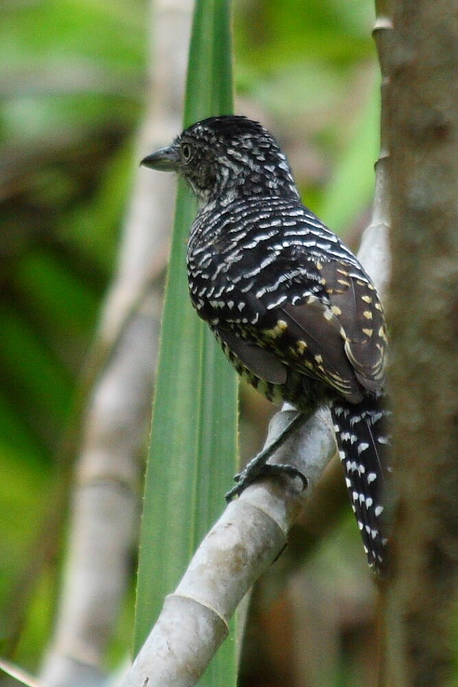 Barred Antshrike male adult, identification