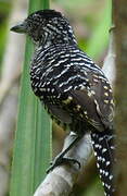 Barred Antshrike