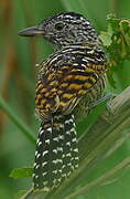 Barred Antshrike