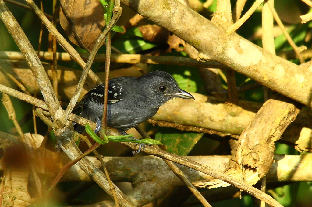 Northern Slaty Antshrike male adult