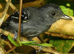 Northern Slaty Antshrike