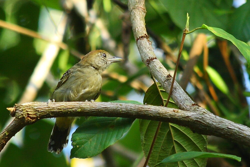 Batara tacheté femelle adulte, identification