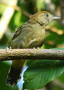 Northern Slaty Antshrike