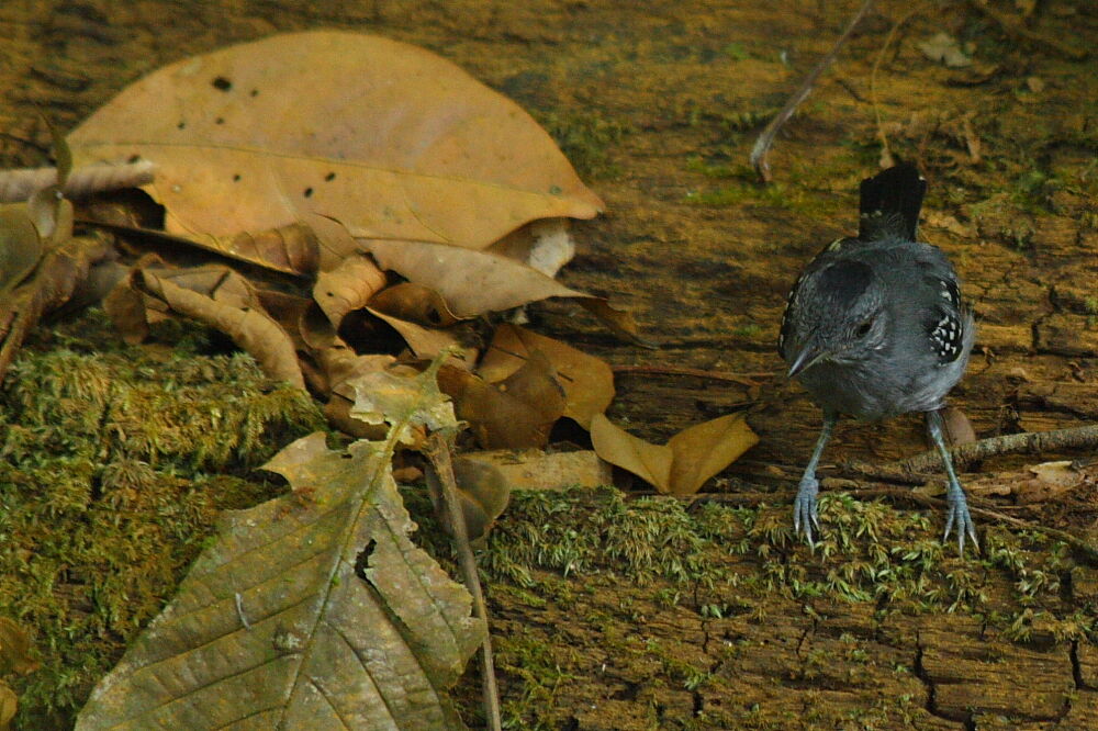 Batara tacheté mâle adulte, identification