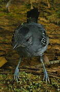 Northern Slaty Antshrike