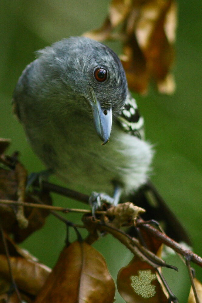 Northern Slaty Antshrike male adult, identification