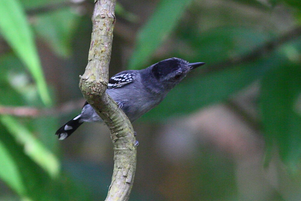 Batara tacheté mâle adulte, identification