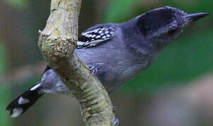 Northern Slaty Antshrike