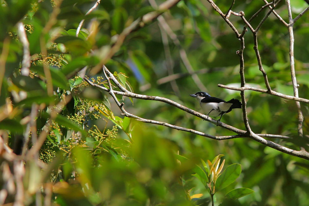 Bécarde du Surinam mâle adulte, identification