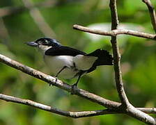 Glossy-backed Becard