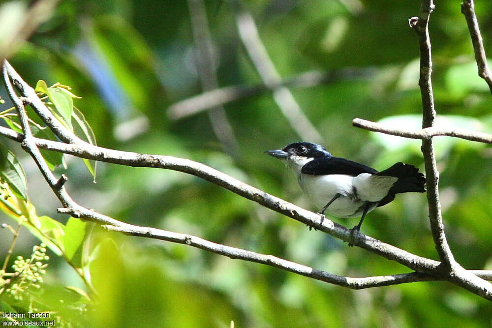 Glossy-backed Becard male adult, identification