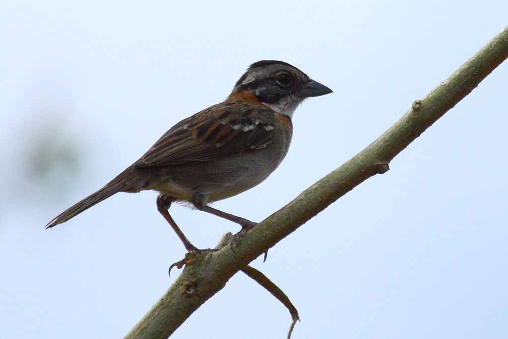 Rufous-collared Sparrow, identification