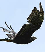 Long-winged Harrier