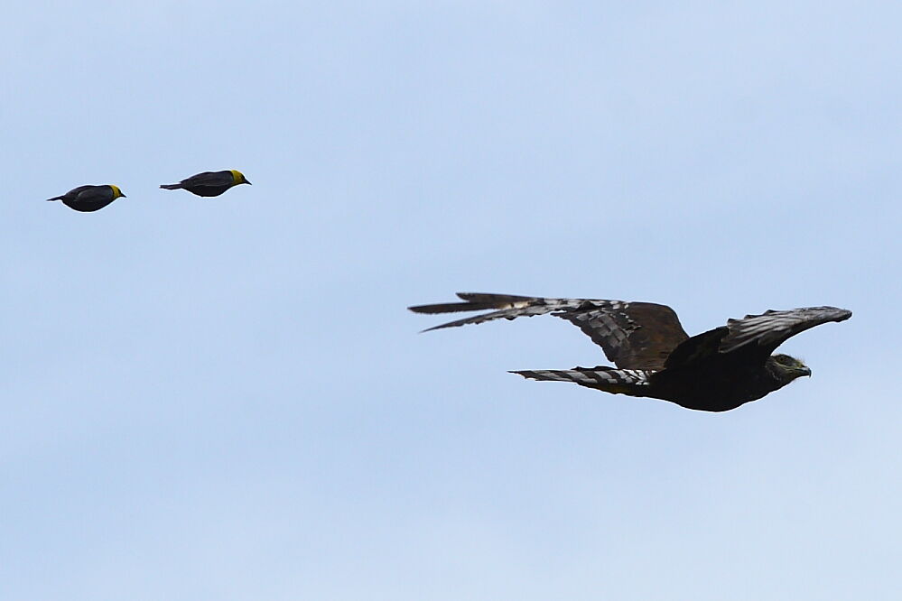 Long-winged Harrier