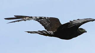 Long-winged Harrier