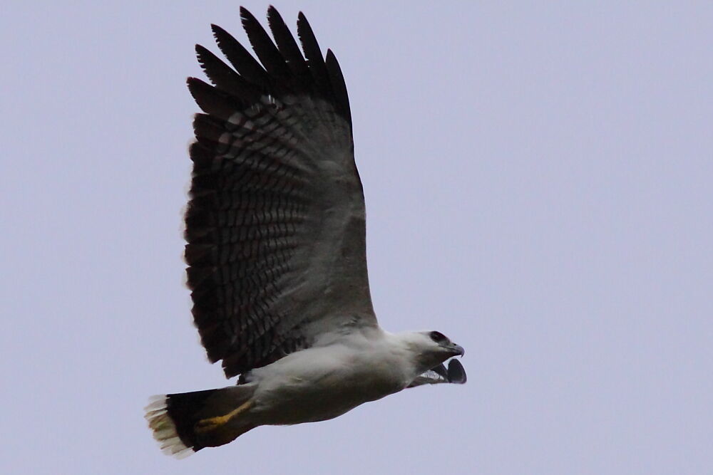 White Hawkadult, Flight