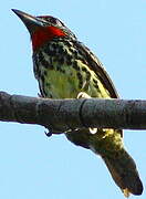 Black-spotted Barbet