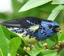 Turquoise Tanager