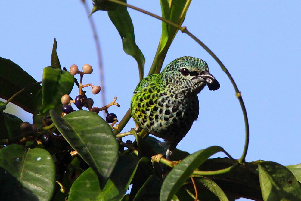 Calliste syacouadulte, identification, Comportement