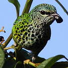 Calliste syacou