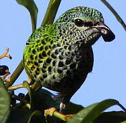 Spotted Tanager