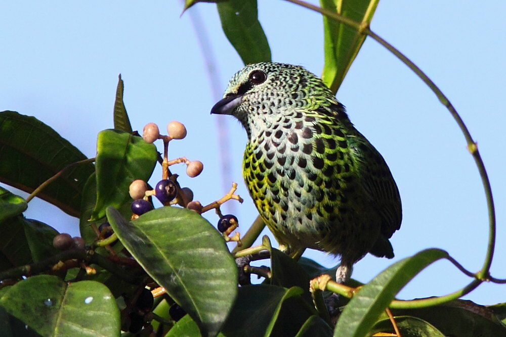 Spotted Tanageradult, identification