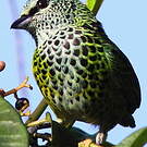 Calliste syacou