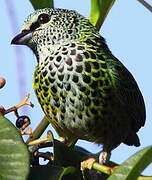 Spotted Tanager