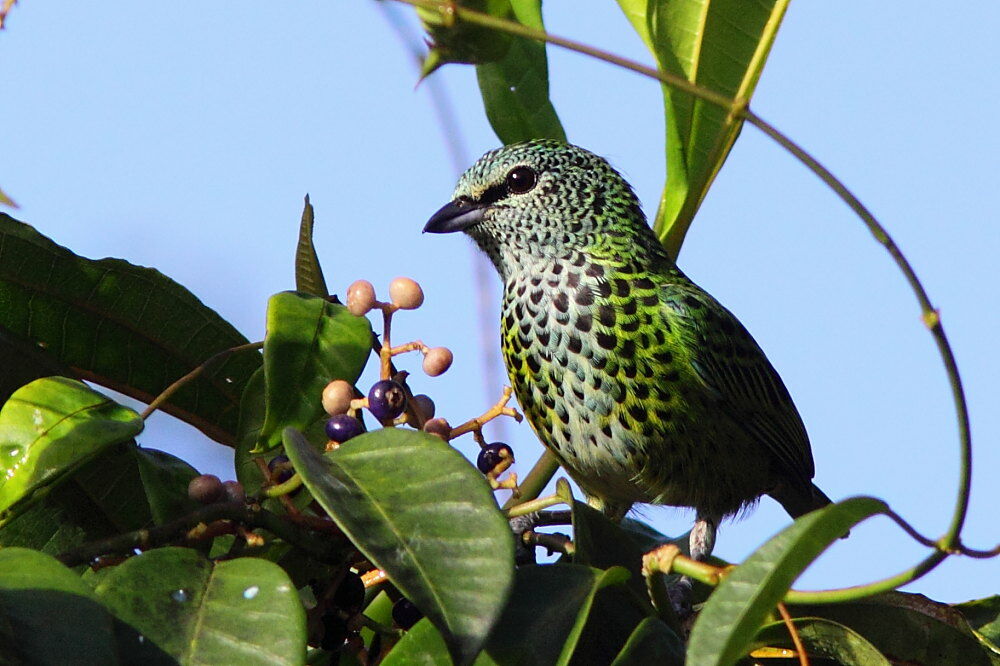 Spotted Tanageradult, identification