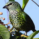 Calliste syacou