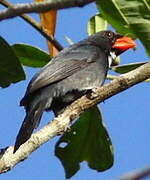 Slate-colored Grosbeak