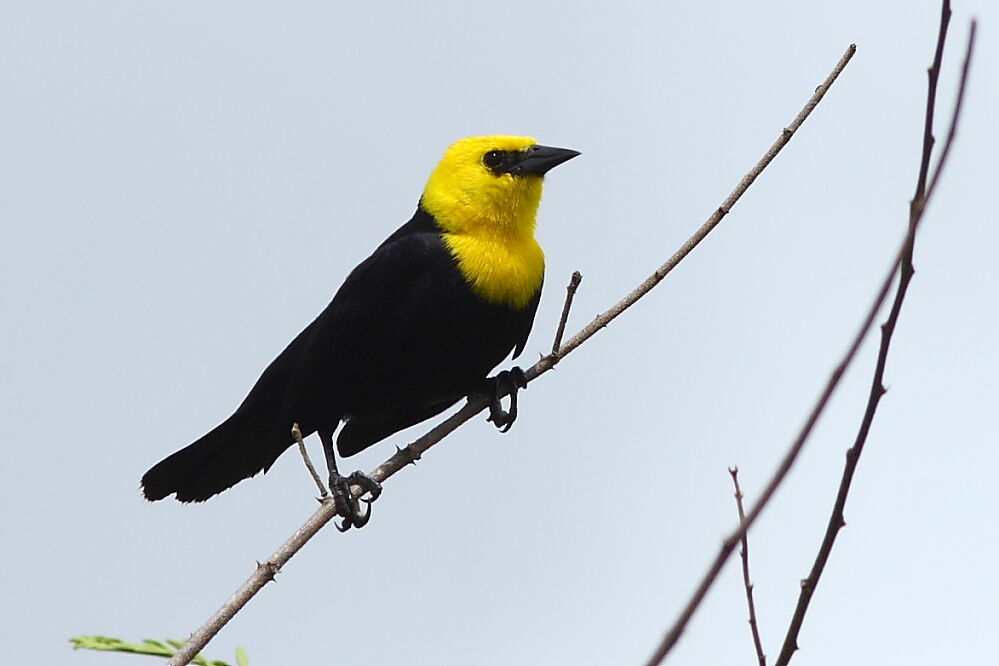 Yellow-hooded Blackbird male adult, identification