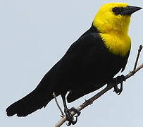 Yellow-hooded Blackbird