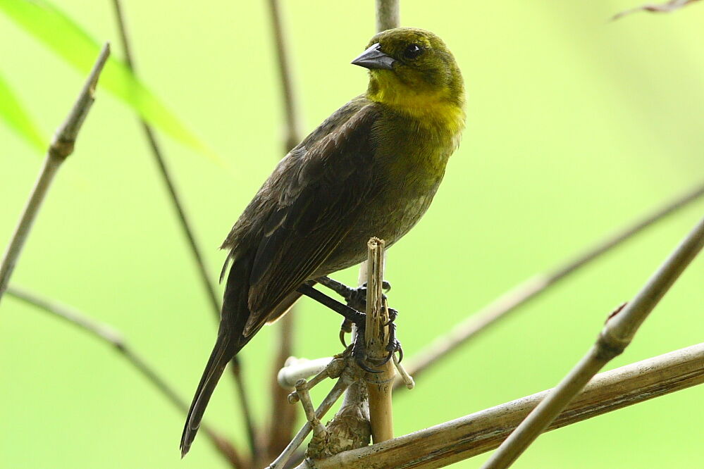 Yellow-hooded Blackbird female adult, identification