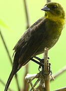 Yellow-hooded Blackbird