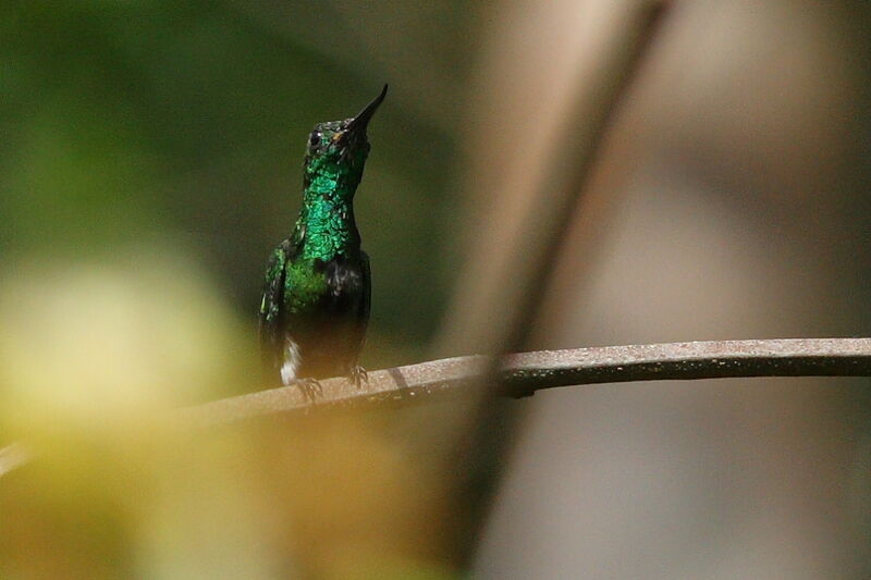 Colibri avocette mâle adulte, identification