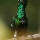 Colibri avocette