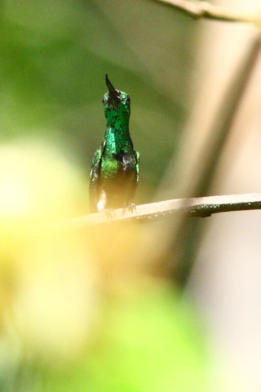 Colibri avocette mâle adulte