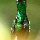 Colibri avocette