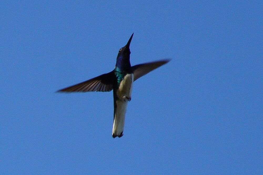 Colibri jacobin mâle adulte