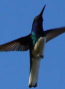 White-necked Jacobin