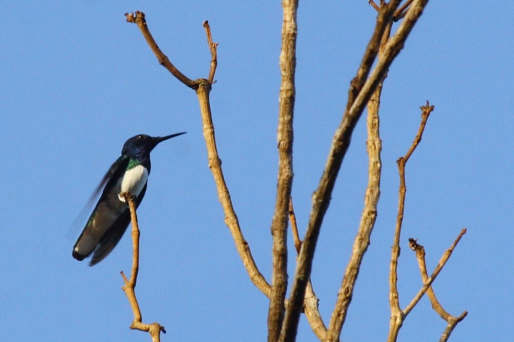 White-necked Jacobin male adult